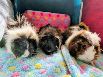 Rescue Abyssinian Guinea Pigs for Adoption in Olmos Park, Texas - Jenny, Jody And Jo-Jo | PetCurious